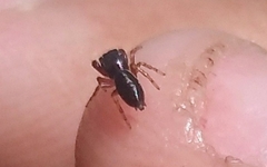 Salticinae