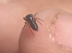 Salticinae