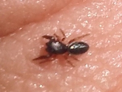 Salticinae