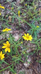 Helianthus porteri