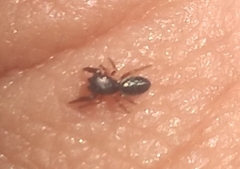 Salticinae