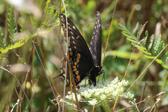 Papilio polyxenes