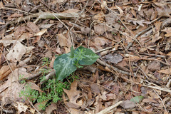 Trillium cuneatum