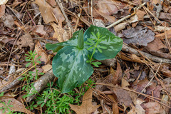 Trillium cuneatum