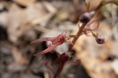 Neottia bifolia