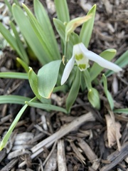 Galanthus