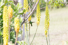 Orthorhyncus cristatus