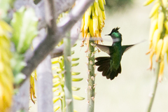 Orthorhyncus cristatus