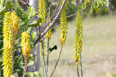 Orthorhyncus cristatus