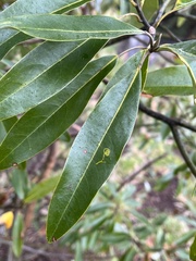 Phyllocnistis magnoliella
