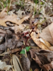 Neottia bifolia