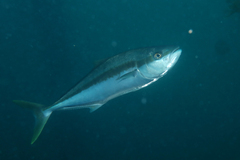 Seriola lalandi
