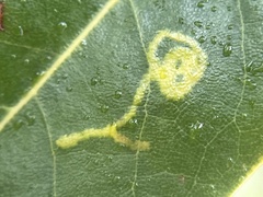 Phyllocnistis magnoliella