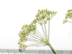 Falcaria vulgaris
