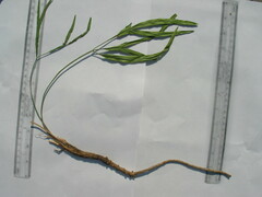 Falcaria vulgaris