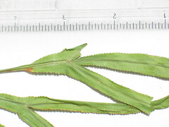 Falcaria vulgaris