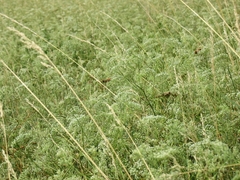 Falcaria vulgaris