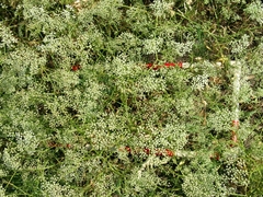 Falcaria vulgaris