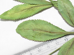 Falcaria vulgaris
