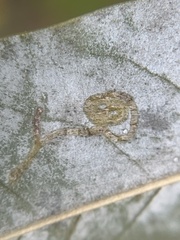 Phyllocnistis magnoliella