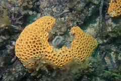 Holopsamma
