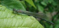 Coenagrion pulchellum