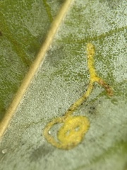 Phyllocnistis magnoliella