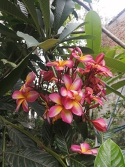Plumeria rubra