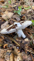 Amanita ocreata