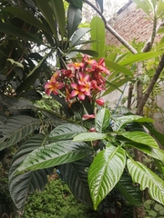 Plumeria rubra