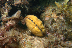 Mimachlamys asperrima