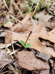 Neottia bifolia