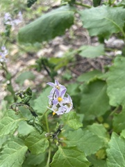 Solanum douglasii