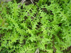 Caulanthus lasiophyllus