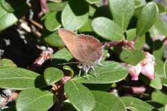 Callophrys augustinus