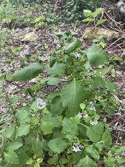 Solanum douglasii