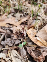 Neottia bifolia