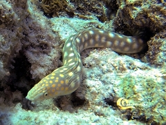 Myrichthys breviceps