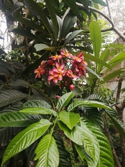 Plumeria rubra