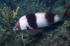 Pseudogoniistius nigripes