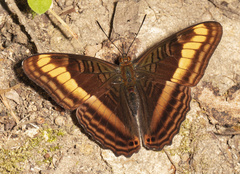 Adelpha tracta