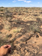 Aristida ternipes gentilis