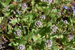 Plectritis congesta brachystemon