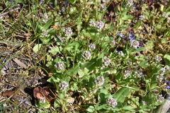 Plectritis congesta brachystemon