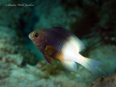 Stegastes partitus