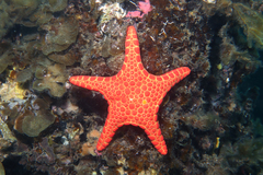 Pentagonaster duebeni