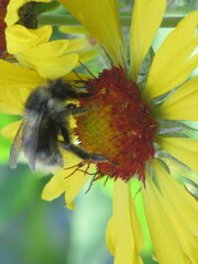 Bombus mixtus