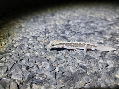 Diplodactylus vittatus
