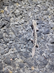 Diplodactylus vittatus