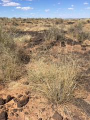 Aristida ternipes gentilis